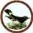 ScrewTurn.Wiki.FilesStorageProvider|/Battlemaps/Monstres/oiseau01.png